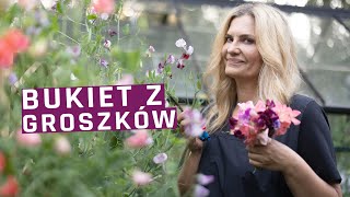 Groszek pachnący  zbieramy kwiaty z ogrodu na bukiety [upl. by Angelia]