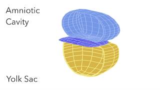 Embryo Folding Amniotic Cavity amp Yolk Sac  Animated Embryology [upl. by Alded]