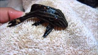 Pleco Care amp Info Hypostomus Plecostomus [upl. by Arodnap]