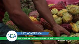 Precio internacional del cacao alcanzó récord histórico [upl. by Herschel]