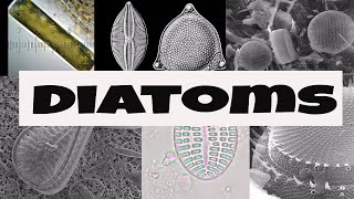 What are Diatoms [upl. by Ardnassac]