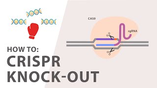 Gene regulation in eukaryotes [upl. by Hgielrahc]