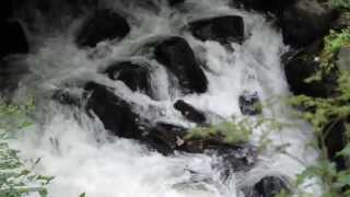 Ketchikan Salmon swim against the current in this Salmon Ladder [upl. by Eirotal]