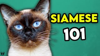 Siamese Cat 101  Learn EVERYTHING About Them [upl. by Viola]