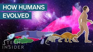 Incredible Animation Shows How Humans Evolved From Early Life [upl. by Pages]