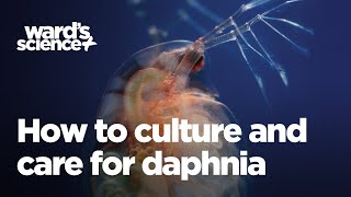 Caring and Culturing for Daphnia [upl. by Laurentium645]