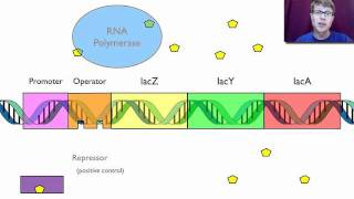 Gene Regulation [upl. by Lizzie711]