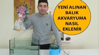 Yeni Alınan Balık Akvaryuma Nasıl Eklenir [upl. by Tanner]