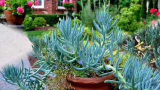 Senecio Mandraliscae Succulens Plant [upl. by Anitsyrc]