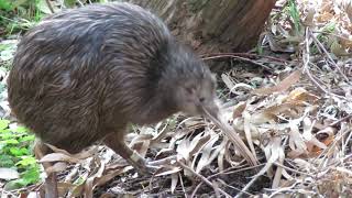 【天王寺動物園】キーウィ・プクヌイのお散歩 [upl. by Assenav]