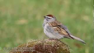 Chipping Sparrow Singing [upl. by Korney]