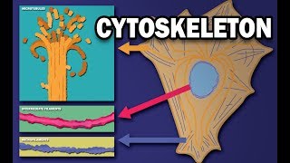 THE CYTOSKELETON  MICROTUBULES INTERMEDIATE FILAMENTS MICROFILAMENTS [upl. by Norbel]