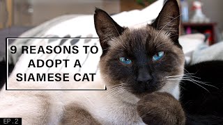 9 Reasons to adopt a Siamese Cat [upl. by Gray495]