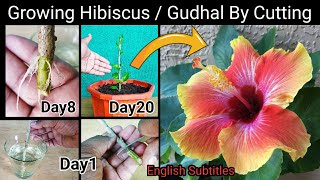 How To Grow Hibiscus Cutting In Water  Secret to Get Maximum Flowers  How to Save dying Plant [upl. by Granger]