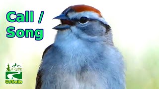 Chipping sparrow bird call  singing  sounds [upl. by Attegroeg]