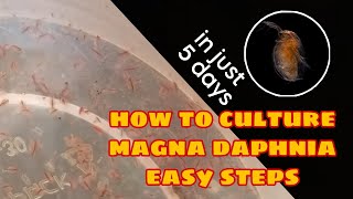 How to Culture Magna Daphnia Easily [upl. by Akinohs]