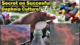 How to Culture Daphnia Successfully [upl. by Stevy]