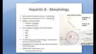 Microbiology 550 c Hepatitis B HBV Dane PArticle HBsAg HBeAg HBcAg Antigen surface core antibodies [upl. by Assirol]