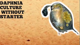 HOW TO CULTURE DAPHNIA NATURALLY WITHOUT A STARTER [upl. by Thorny]