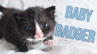 Update Badger the Hot Mess Kitten [upl. by Ahseen]