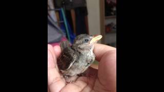 Baby Sparrow Chirping Its Own Heart Out [upl. by Corrinne]