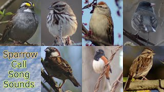 Sparrow bird call  song  sounds [upl. by Kast]