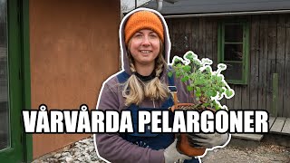 Vårvårda pelargoner  Kosters Trädgårdar [upl. by Annazus877]