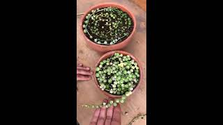 How to Propagate Senecio Rowleyanus quotString of Pearlsquot [upl. by Longtin195]