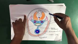 Heart Formation Embryology [upl. by Edmonds]