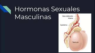 Hormonas sexuales masculinas  Fisiología [upl. by Elleinod]