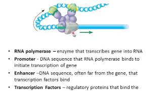 Eukaryotic Gene Regulation [upl. by Annael224]