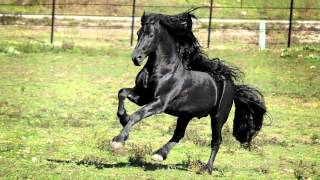 WORLD FAMOUS FRIESIAN STALLION [upl. by Norse]