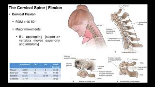 Cervical Flexion amp Extension BIOMECHANICS [upl. by Acireed]