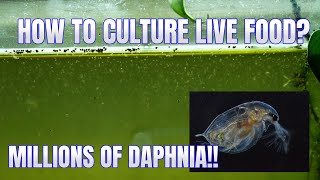 How to Culture Daphnia Secret Method to Breed MILLIONS  Simply Aquatic [upl. by Ainel]