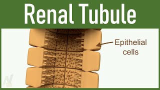 03 Nephron Structure Renal Tubule [upl. by Durward]