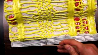 MUSCULAR SYSTEM ANATOMYMuscle fiber with sarcomere model description [upl. by Aray222]