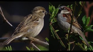 Sparrow Mating Song  Call amp Behavior Habits [upl. by Ashling]