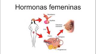 Hormonas sexuales femeninas  Fisiología [upl. by Faubion92]