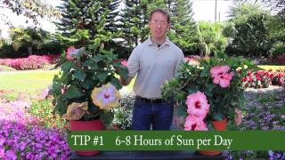 3 Easy Tips for Growing Tropical Hibiscus [upl. by Dare]