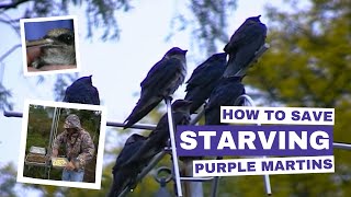 How to Save Starving Purple Martins [upl. by Adnal]