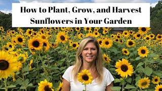 How to Plant Grow amp Harvest Sunflowers in Your Garden 🌻 [upl. by Sueahccaz786]