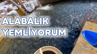 ALABALIK YEMLİYORUM Trout Feeding [upl. by Anelagna374]