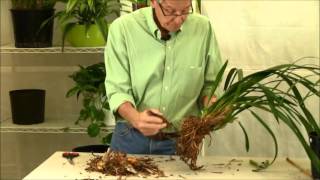 Repotting Cymbidium Orchids [upl. by Ilrac]