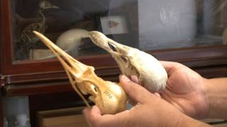 Inside the Collections Ornithology [upl. by Christiansen]