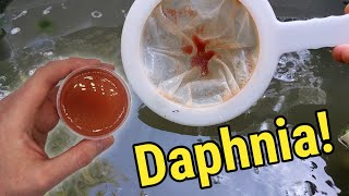 How I Culture Daphnia In Outdoor Tubs [upl. by Adnahsed733]