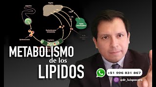 METABOLISMO DE LOS LÍPIDOS  METABOLISMO DE LAS GRASAS [upl. by Mure387]