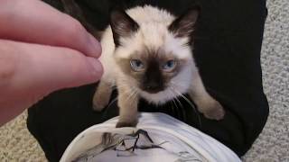 Siamese Kitten LOUDEST Purring [upl. by Crissie]