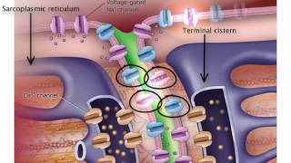 ExcitationContraction Coupling [upl. by Aljan]