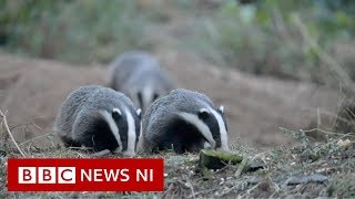 Badger baiting Stepping up the fight [upl. by Llyrehc]