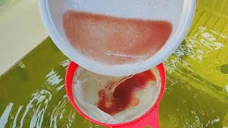 How to culture daphnia  Daphnia culture  How to grow daphnia outdoor [upl. by Kain952]